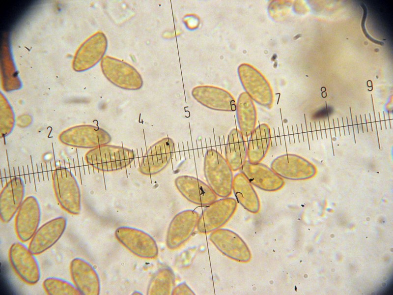 Cortinarius 2 da determinare (cfr. Cortinarius scobinaceus)